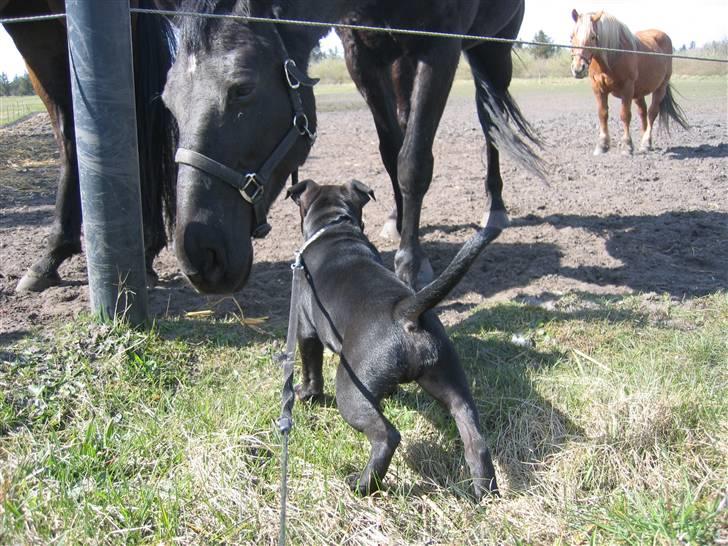 Staffordshire bull terrier Lukas billede 15