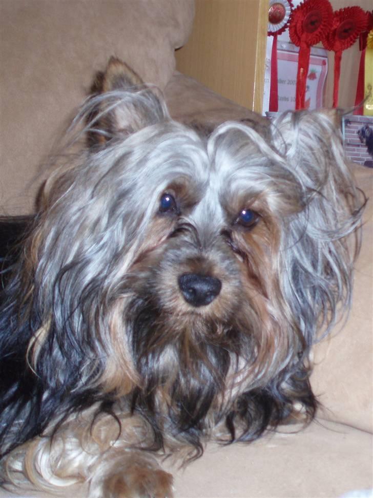 Australian silky terrier Silkylyst's Lorenzo billede 17