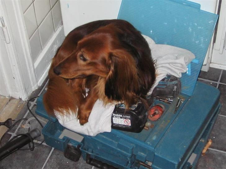 Dværggravhund Chico *3.11.05* - Hjælper li far med værktøjet.. billede 17