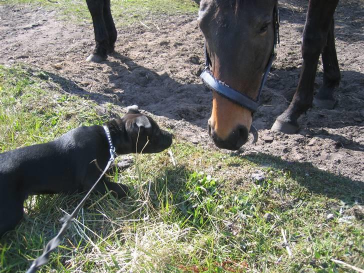 Staffordshire bull terrier Lukas - Lukas nyder de masser af nye og spændende oplevelser :) billede 16