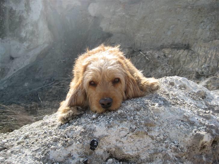 Basset fauve de bretagne Liva - Velkommen til Liva´s profil.. =) billede 1