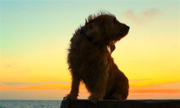 Basset fauve de bretagne Liva - Mig, Liva og mit kamera til solopgangen ved stranden. billede 2