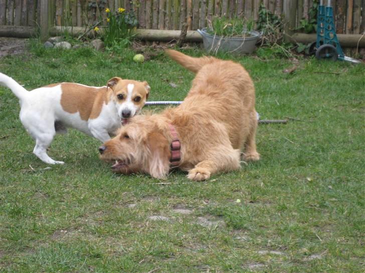 Basset fauve de bretagne Liva - de leger.  billede 3