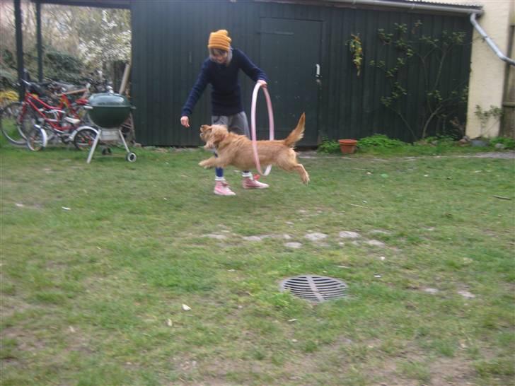 Basset fauve de bretagne Liva - hun hopper igennem hullahopring.  billede 4