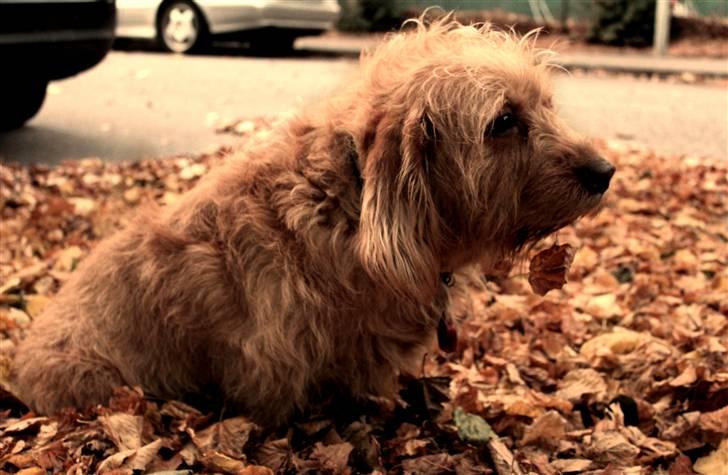 Basset fauve de bretagne Liva - Efterårsfarverne klæder hende :) hun er så smuk, billede 6