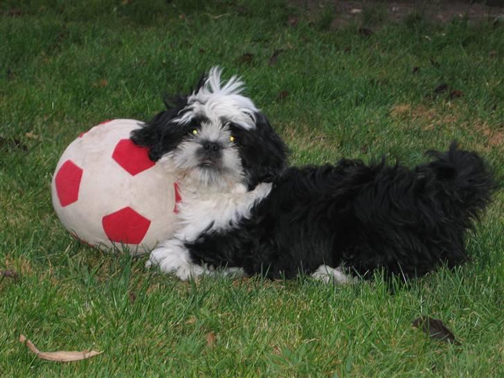 Shih tzu Fiona - Fiona byder velkommen! Kan man andet end at elske den hund :-) billede 1