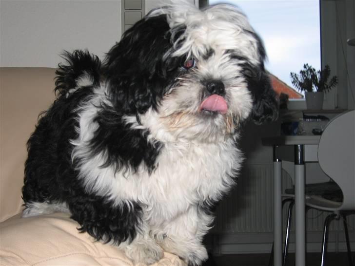 Shih tzu Fiona - Se min fine tunge :-) billede 2