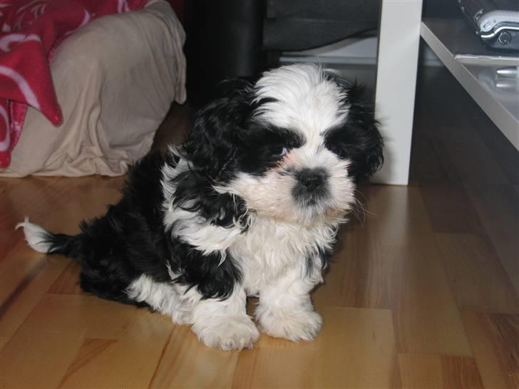 Shih tzu Fiona - Sååå fin :-) billede 3