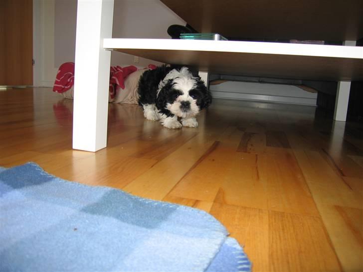 Shih tzu Fiona - BØH her er jeg :-) billede 4