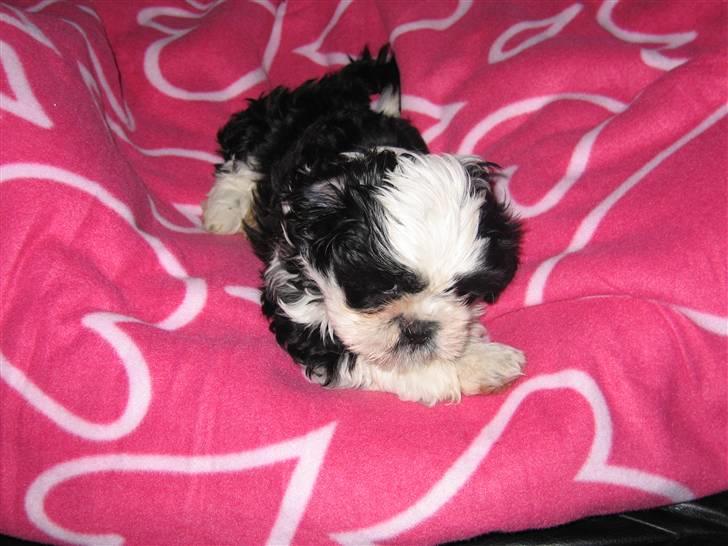 Shih tzu Fiona - Første gang i sin nye kurv. billede 5