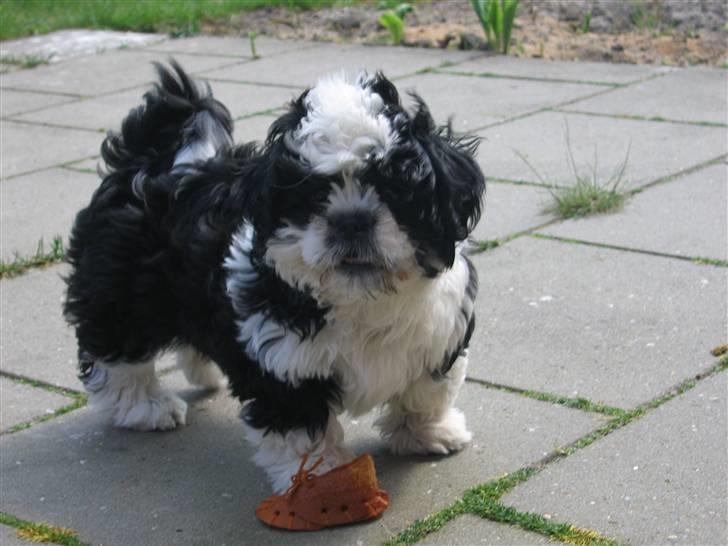Shih tzu Fiona - Så er jeg kommet til jylland.. billede 6