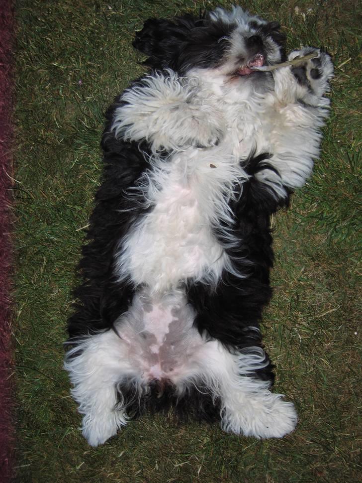 Shih tzu Fiona - Fiona og cigaren :-) billede 7