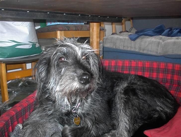 Border collie /Labrador R.I.P. Fie<3 billede 11