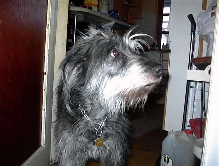 Border collie /Labrador R.I.P. Fie<3 billede 12