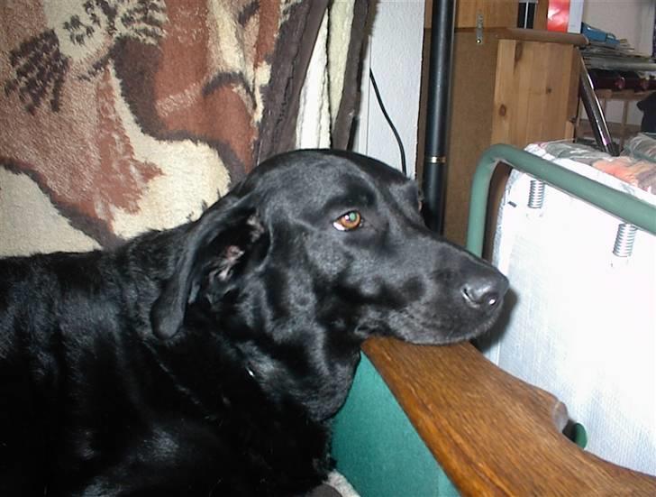 Labrador retriever /blanding Rie<3 billede 7
