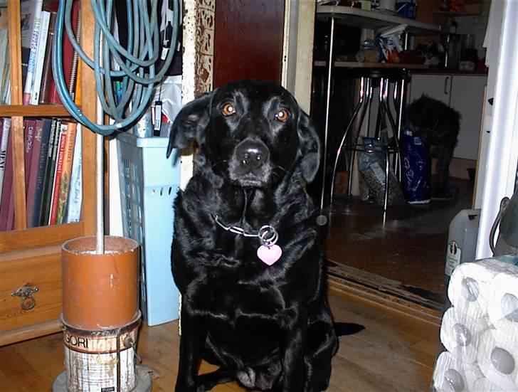 Labrador retriever /blanding Rie<3 billede 8