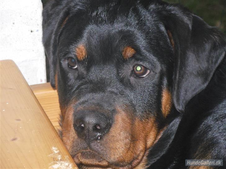 Rottweiler Basse - Basse bliver passet, 13/4-07 billede 12