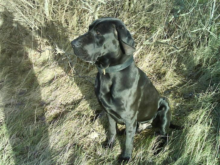 Grand danois Kovo billede 1