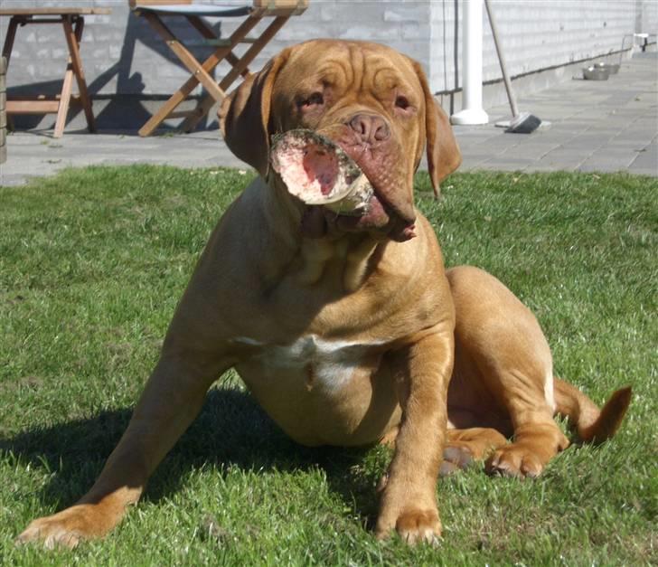 Dogue de bordeaux  Junker R.I.P.  22/12-09  billede 20