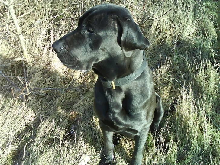 Grand danois Kovo billede 2