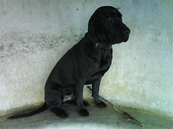 Grand danois Kovo billede 3