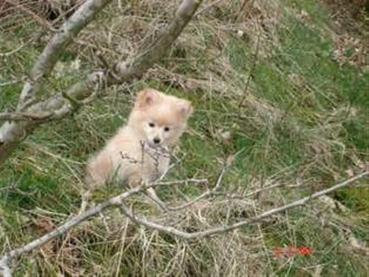 Pomeranian Coco - Prinsssen'<3 - Mor´s Princess billede 1