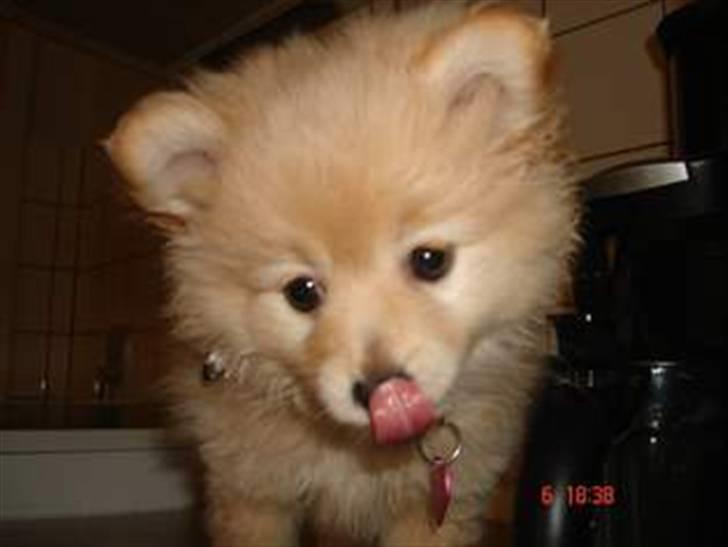 Pomeranian Coco - Prinsssen'<3 - Jeg elsker dig tøsen billede 2