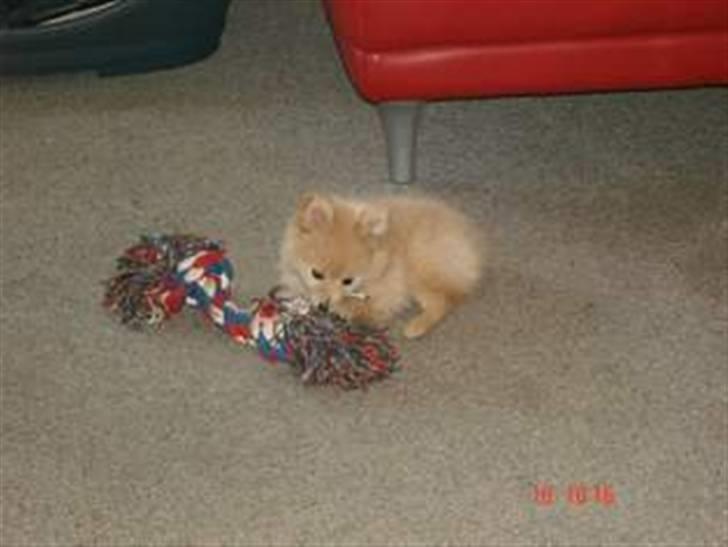 Pomeranian Coco - Prinsssen'<3 - Hun er så skøn så skøn billede 3