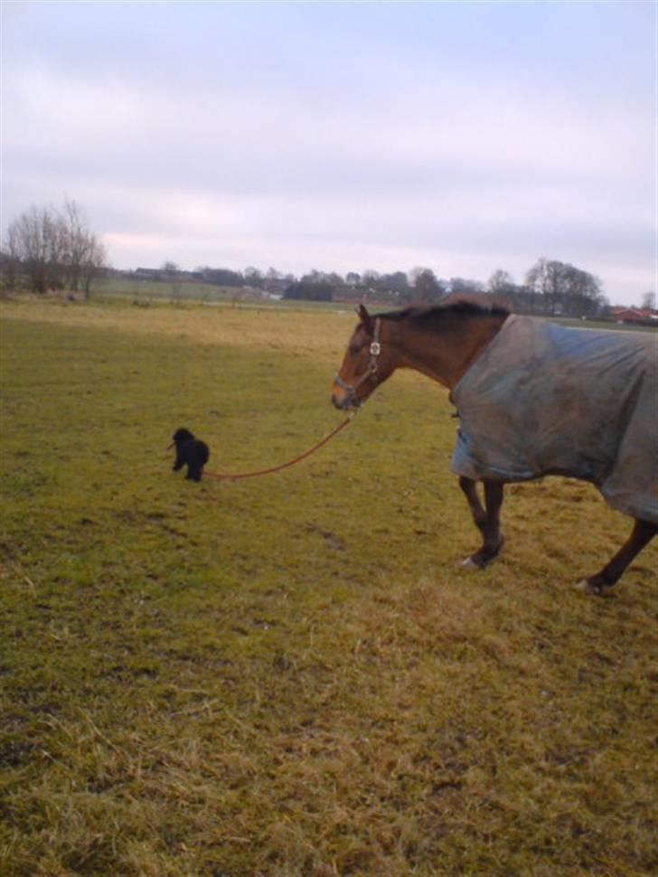 Dværgpuddel siha - ja her går jeg så med kathrines pony!! han er stor men jeg kan klare ham.. hehe billede 9