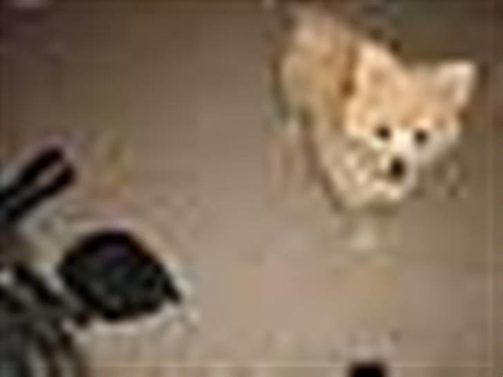 Pomeranian Coco - Prinsssen'<3 - Coco er verdens skønneste hund billede 4