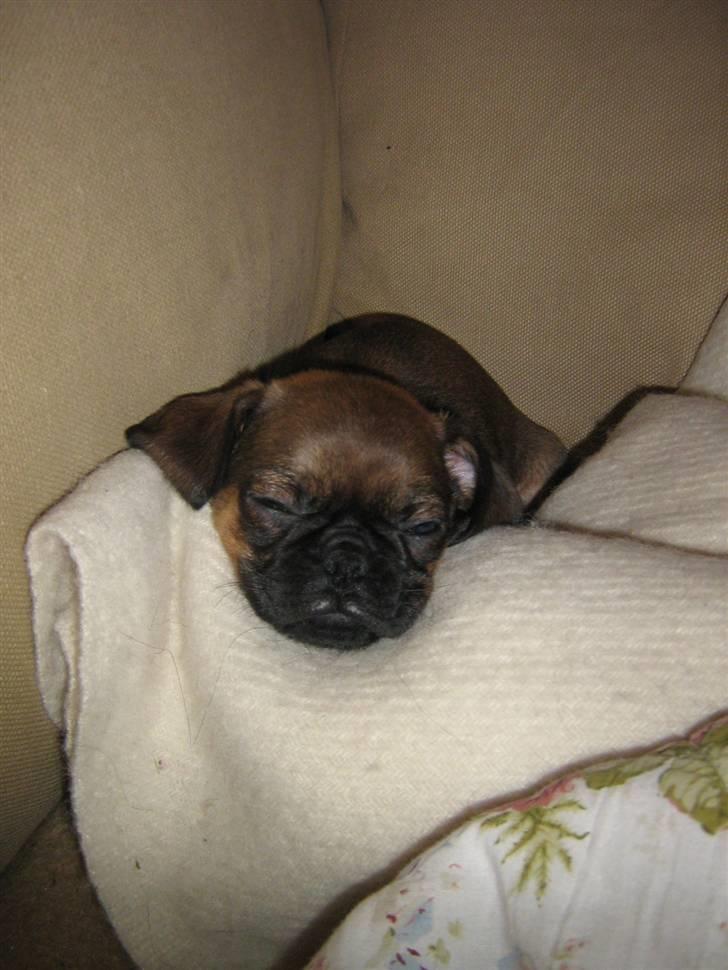 Blanding af racer Gaia billede 8