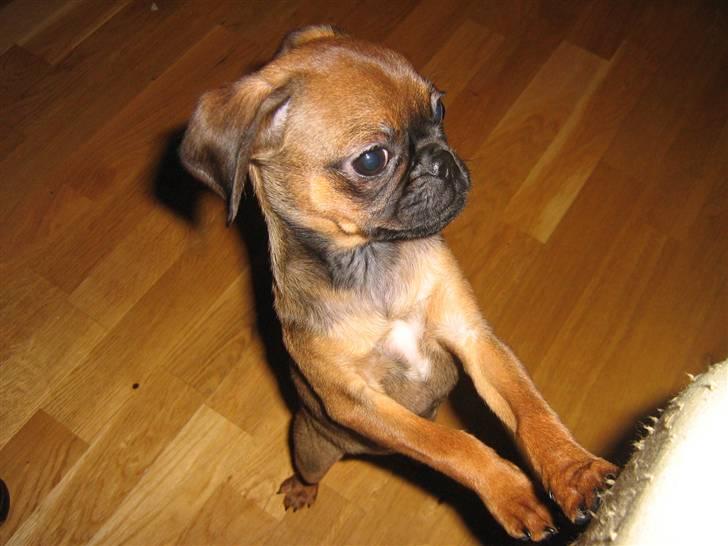 Blanding af racer Gaia - Kaldte i??  billede 9