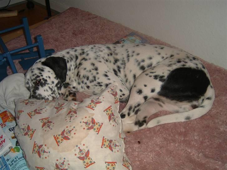 Blanding af racer Diva R.I.P billede 15