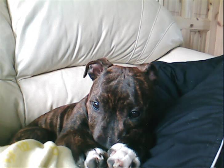 Staffordshire bull terrier Buller billede 6