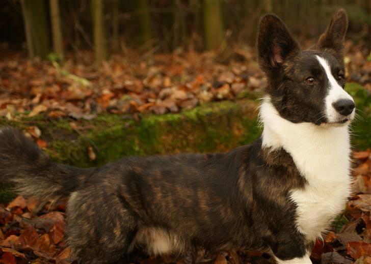 Welsh corgi cardigan Rassemanns Hot Gossep - hej mit navn er Rassemanns Hot Gossep, men bliver kaldt joey, i ved ham fra "friends".. billede 1