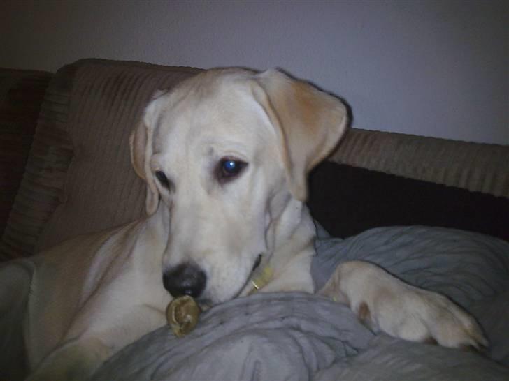 Labrador retriever Sascha *RIP* - Verdens bedste hund billede 1