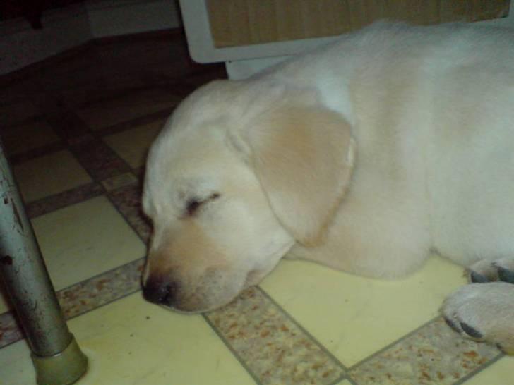 Labrador retriever Sascha *RIP* - Dagen efter hun kom hjem (8 uger og 2 dage gammel) billede 2