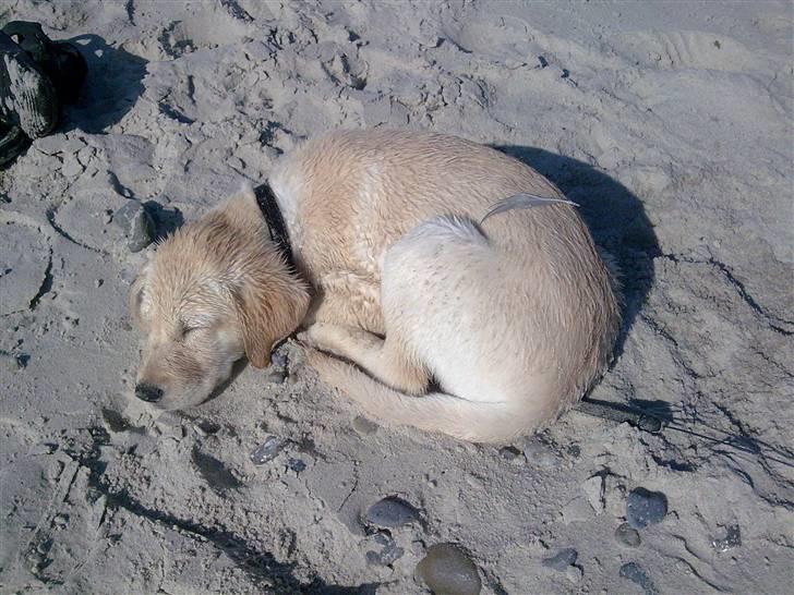 Labrador retriever Sascha *RIP* - Træt på stranden billede 3