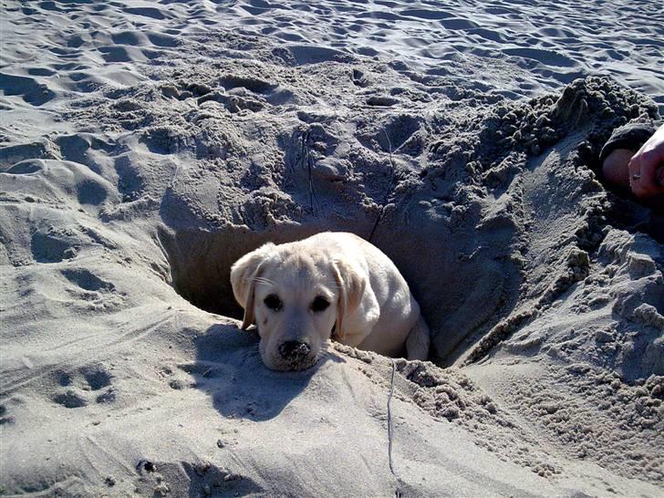 Labrador retriever Sascha *RIP* - Ved stranden for første gang billede 4
