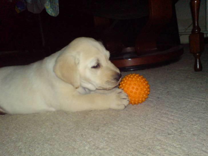 Labrador retriever Sascha *RIP* billede 5