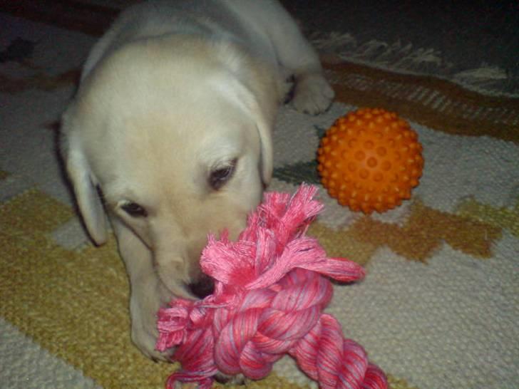 Labrador retriever Sascha *RIP* billede 6