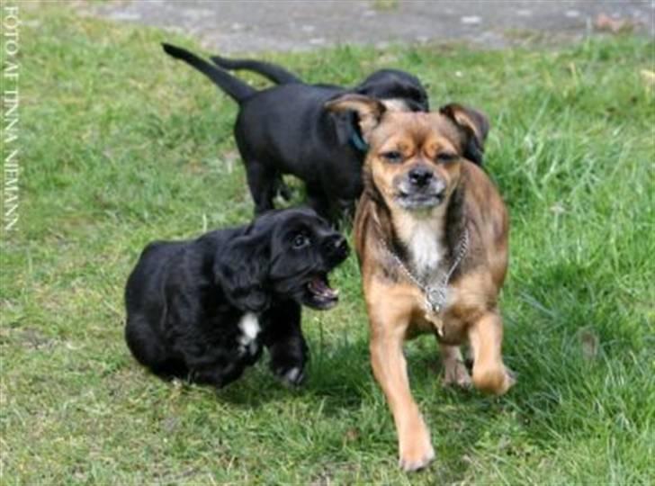 Blanding af racer Billy Bob - Her Ser Man Ham Sammen Med Hans Dejlige Mor Lilly, Og I Baggrunden Kan Man Se Haleren Af Hans Bror Og Søster billede 9