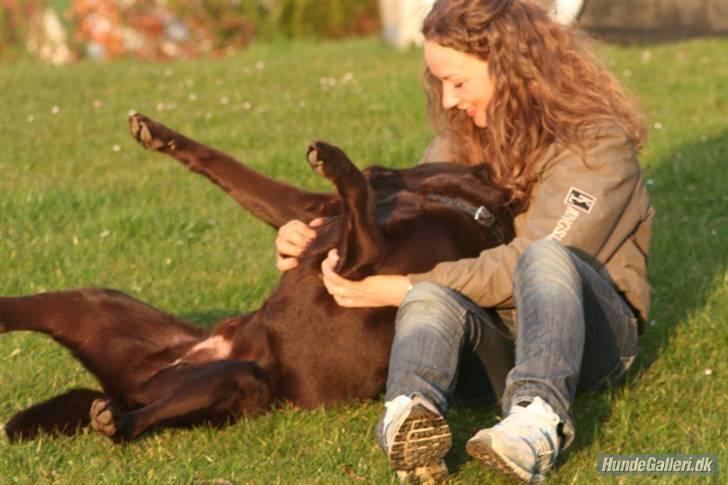 Labrador retriever Malthe - Malthe og jeg tumler lidt i haven d. 15. april 2008. Fotograf: Kristina Outzen billede 20