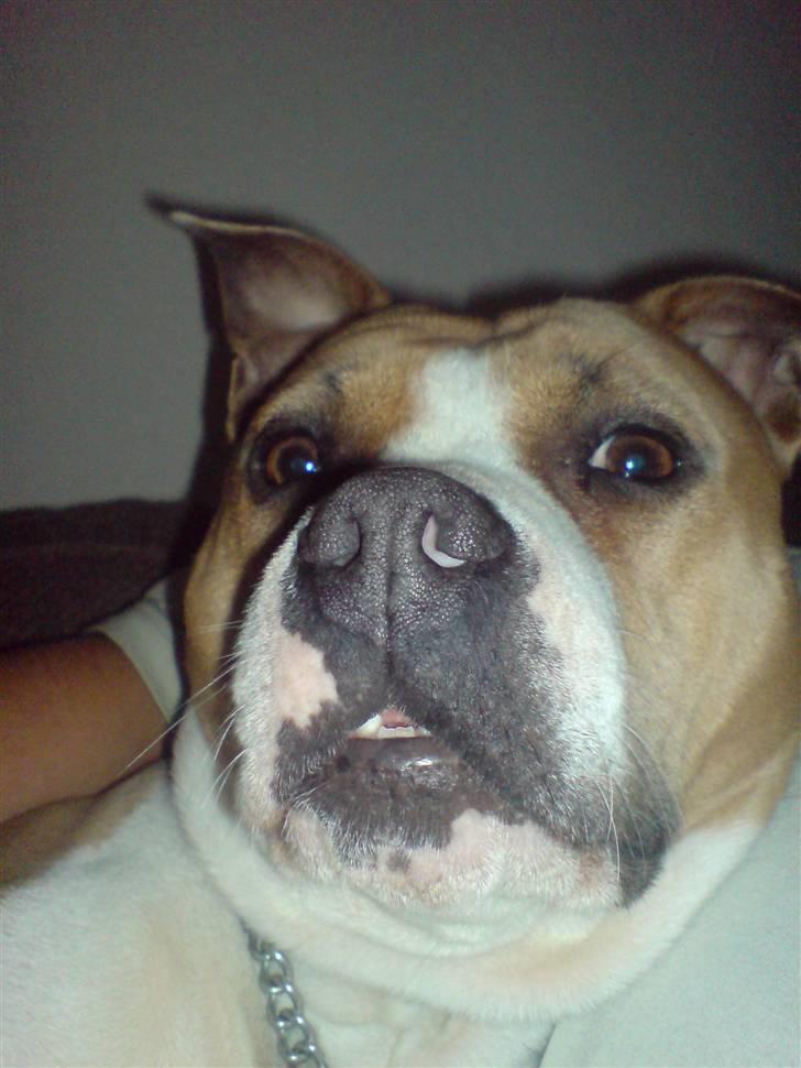 Amerikansk staffordshire terrier Tippe - Close-up billede 1