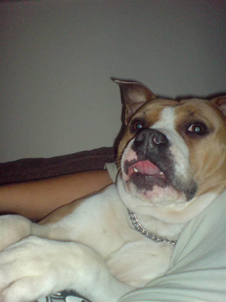 Amerikansk staffordshire terrier Tippe - Såååå skøn billede 2