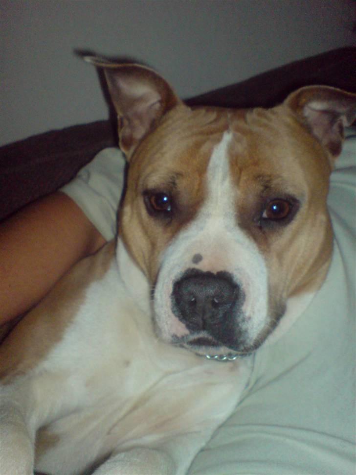 Amerikansk staffordshire terrier Tippe - Nej nej mor nu bliver jeg genert :) billede 3
