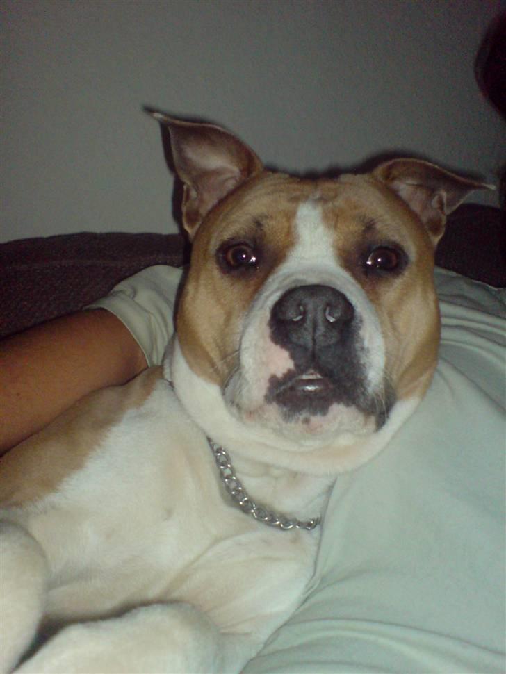 Amerikansk staffordshire terrier Tippe billede 4