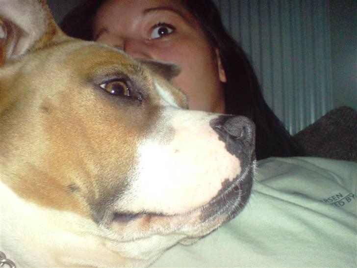 Amerikansk staffordshire terrier Tippe billede 5