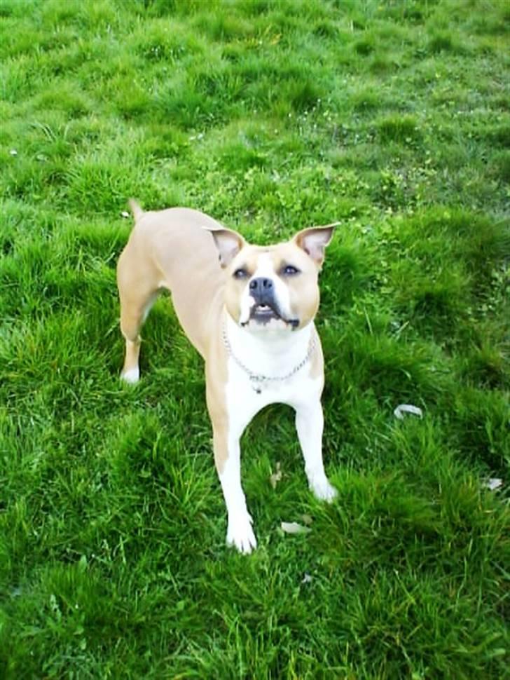 Amerikansk staffordshire terrier Tippe billede 6