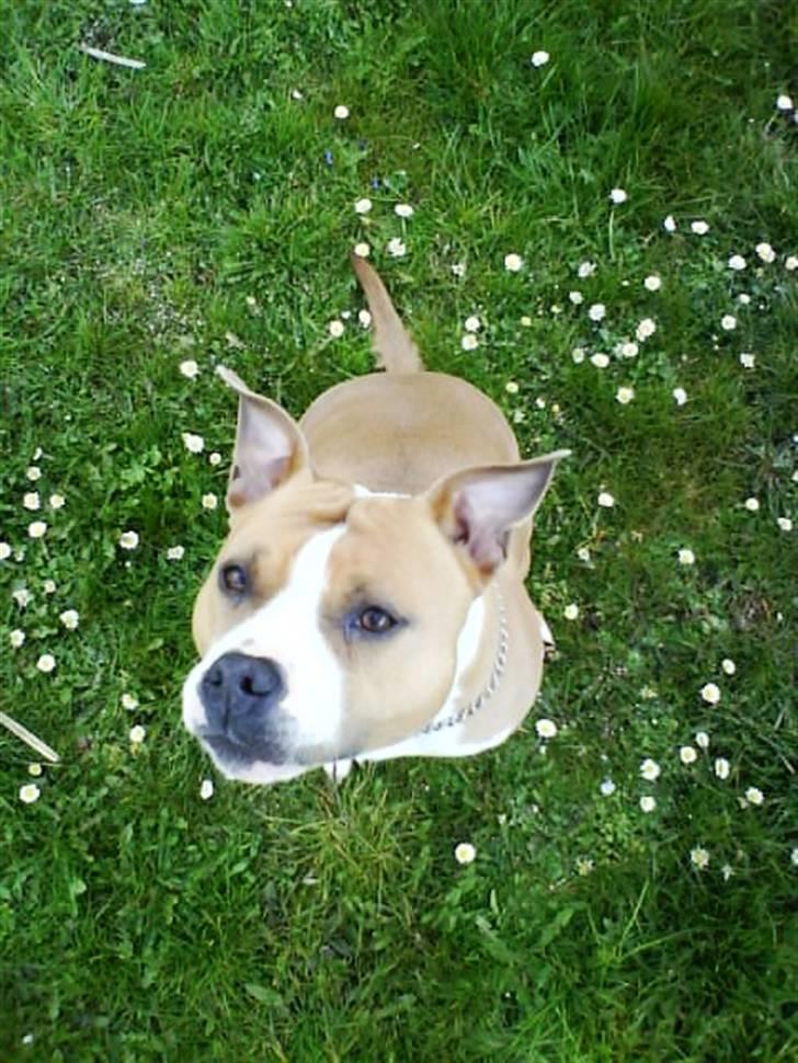 Amerikansk staffordshire terrier Tippe billede 7